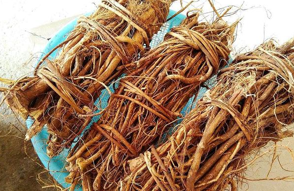 广东适合种什么药材