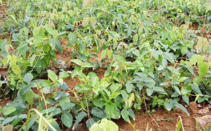 湖南适合种什么药材