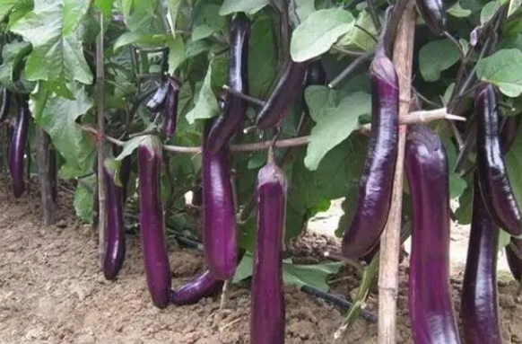 五月份适合种什么蔬菜