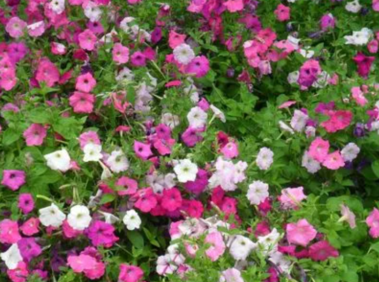 室外适合种什么花草