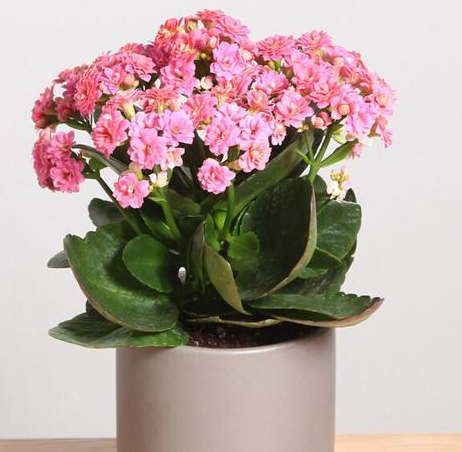 花盆适合种什么花