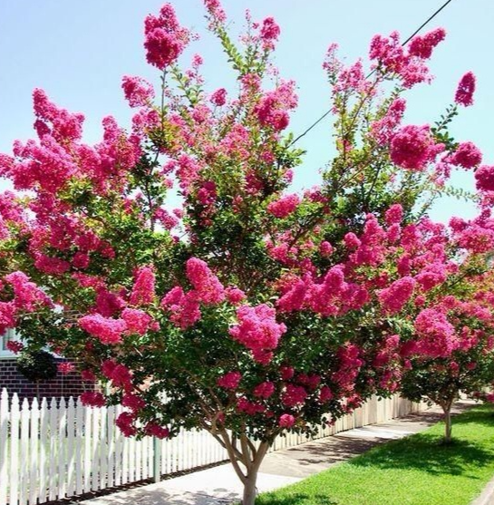 北方适合种什么花树