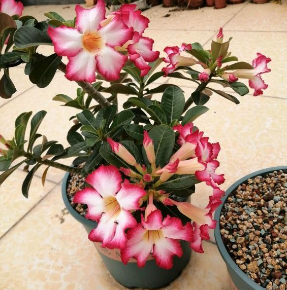 沙土适合种什么花