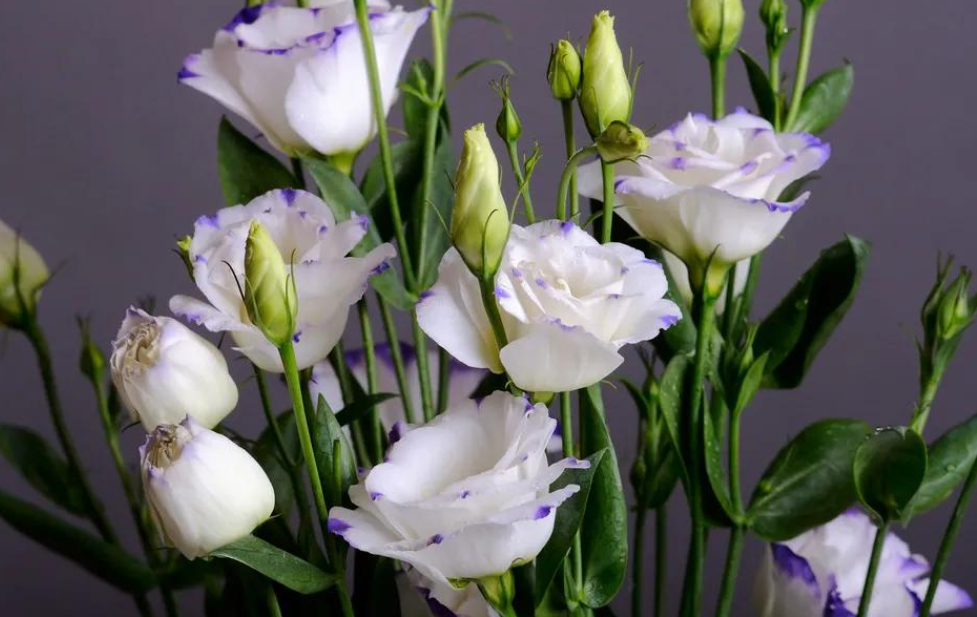 这个季节适合种什么花