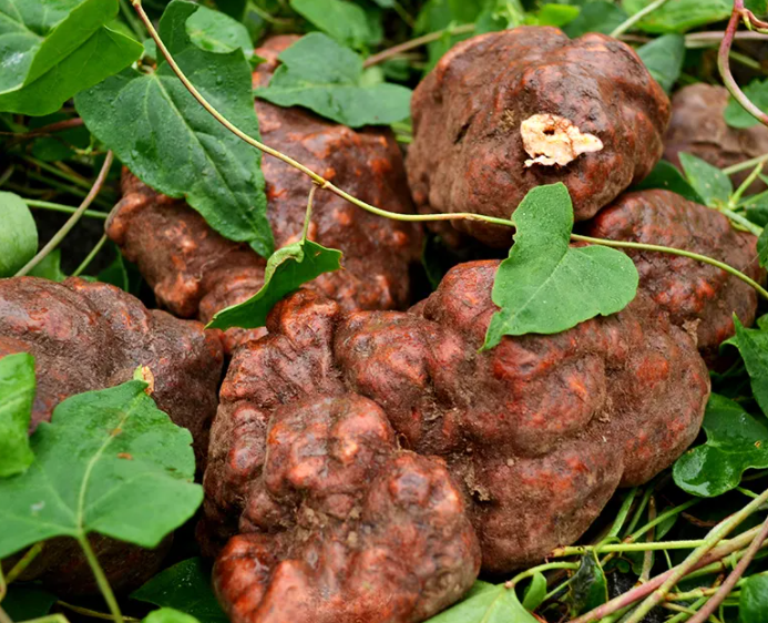 山区适合种什么药材