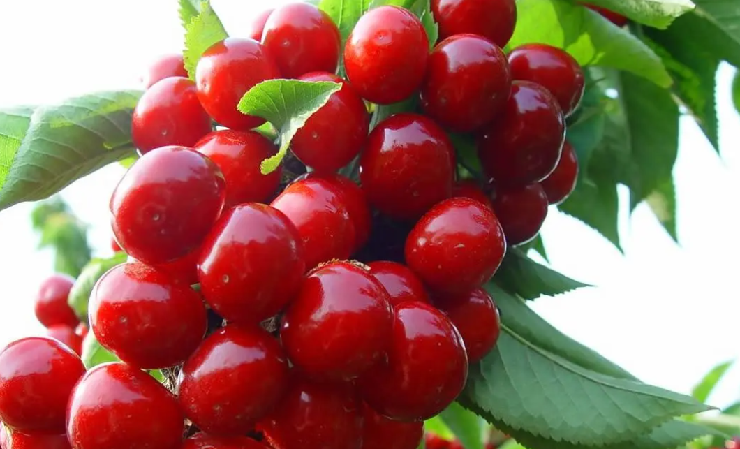 浙江适合种什么果树