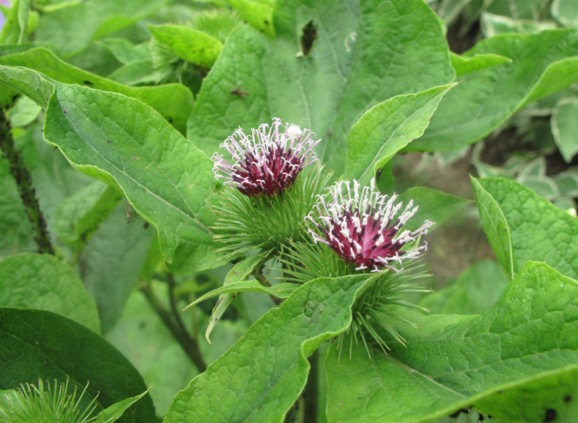 温室大棚适合种什么