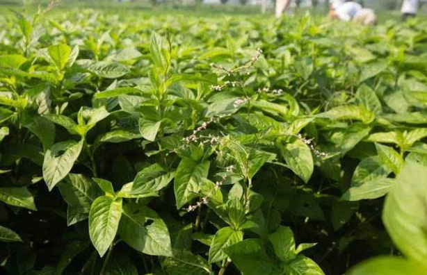 果园适合种什么草