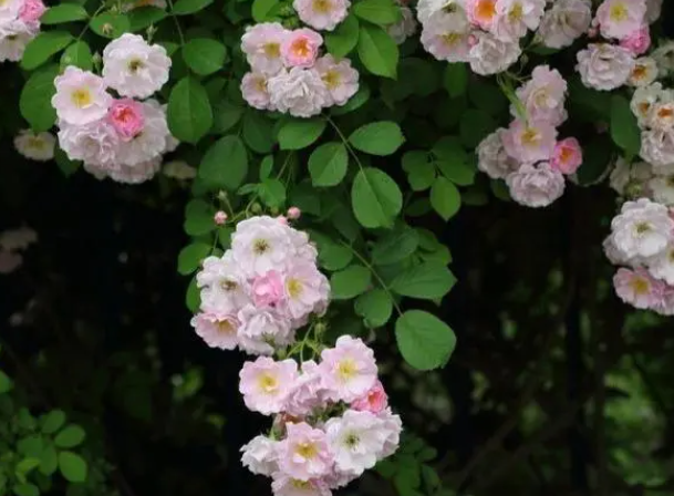 夏天适合种什么盆栽