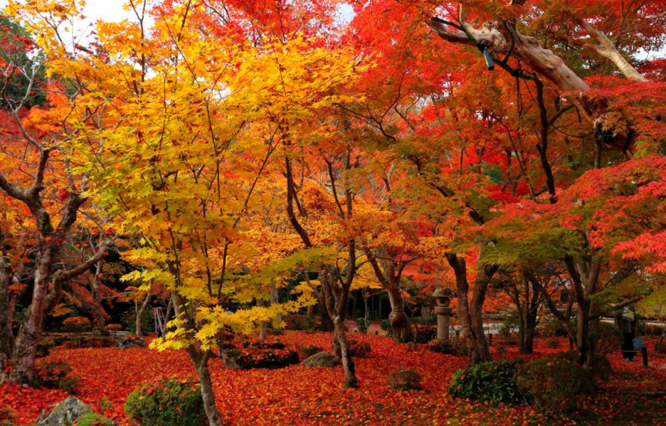 庭院里适合种什么树