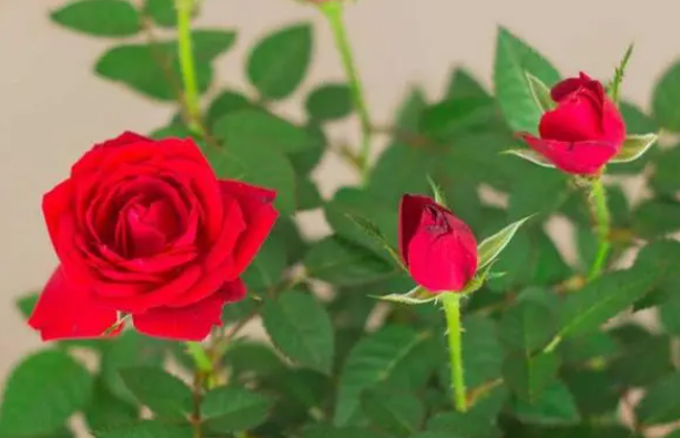 玫瑰适合什么时候种