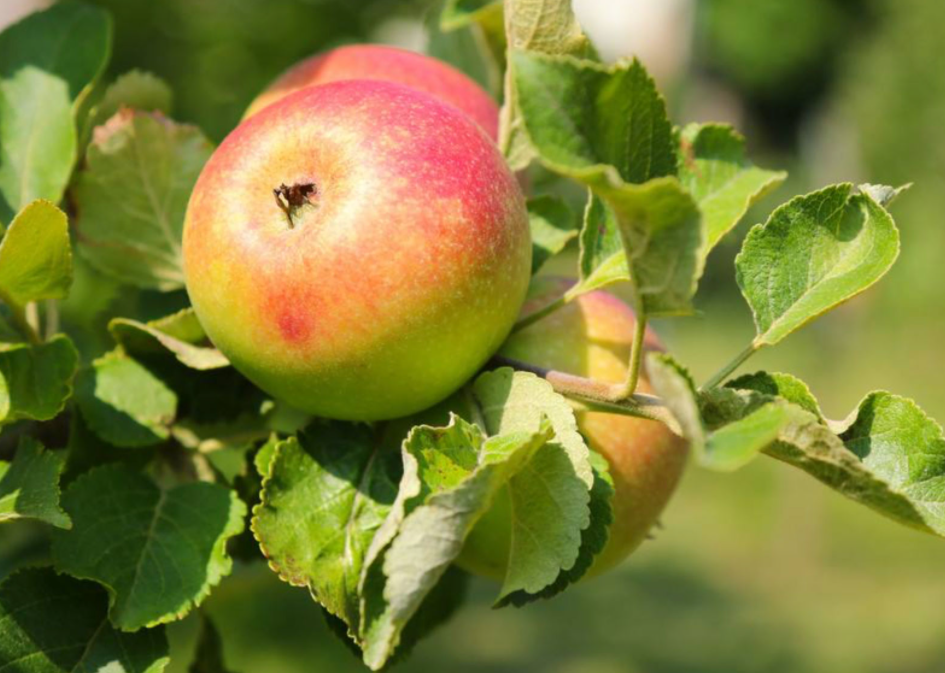 北京适合种什么果树