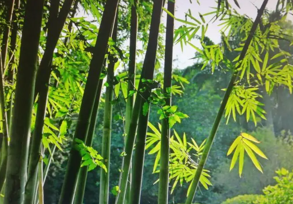 北方适合种什么竹子