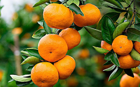 上海适合种什么果树