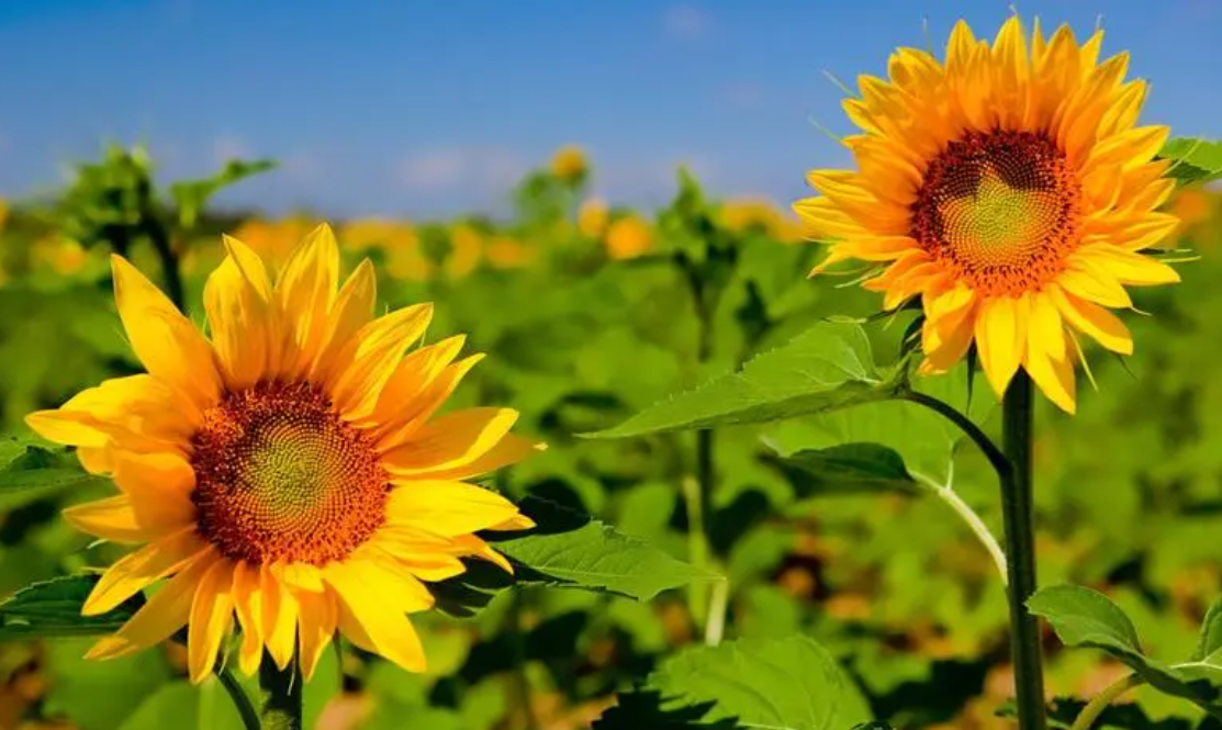 现在的季节适合种什么