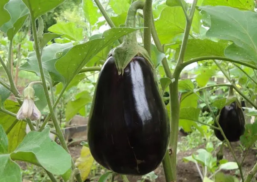 七月适合种什么菜