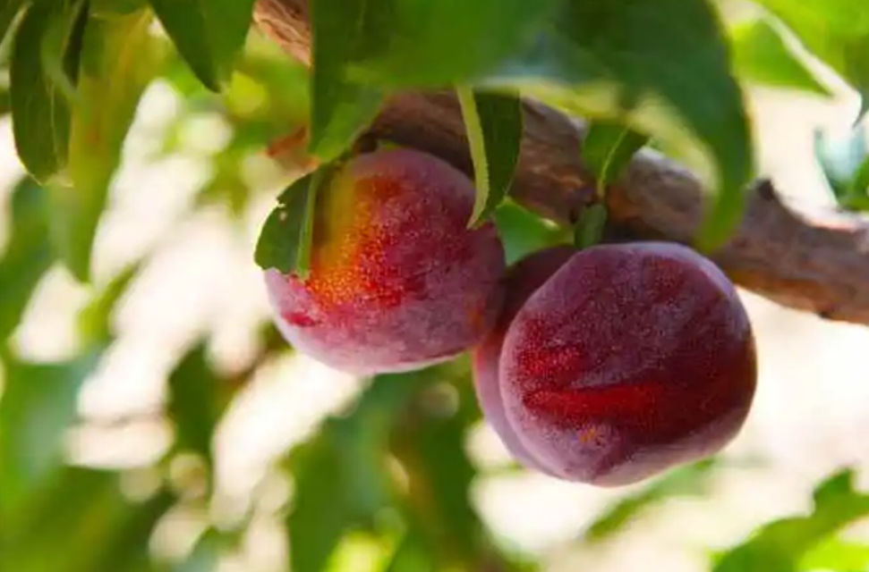 贵州适合种什么果树