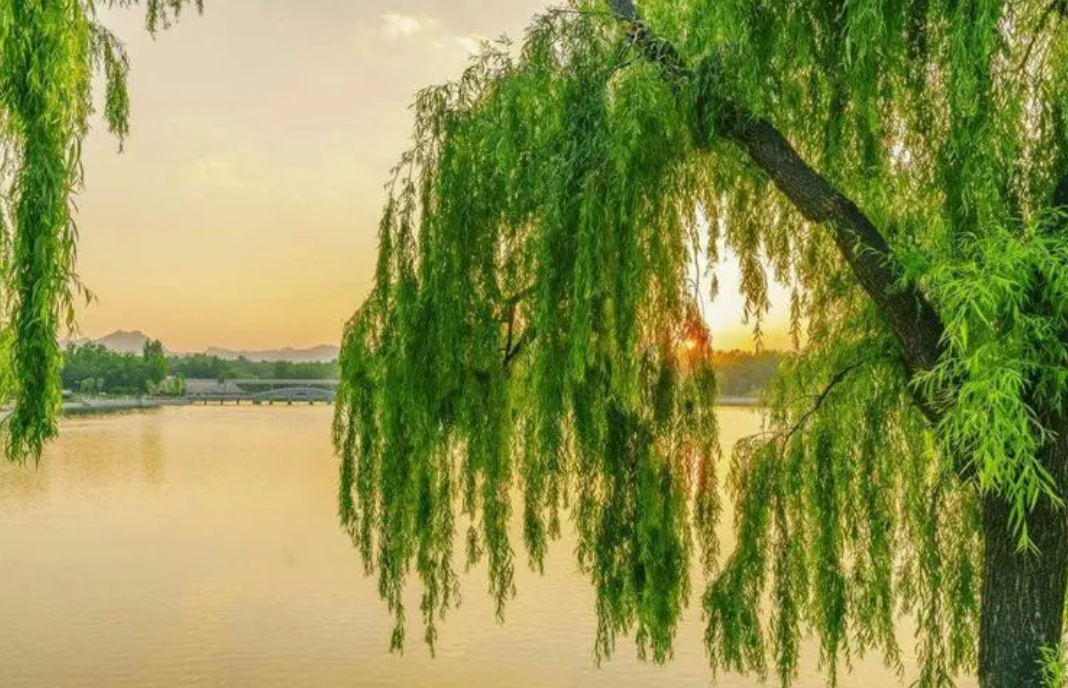 北方院子适合种什么树