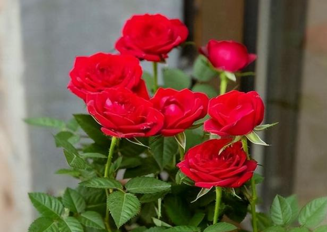 花园里适合种什么花