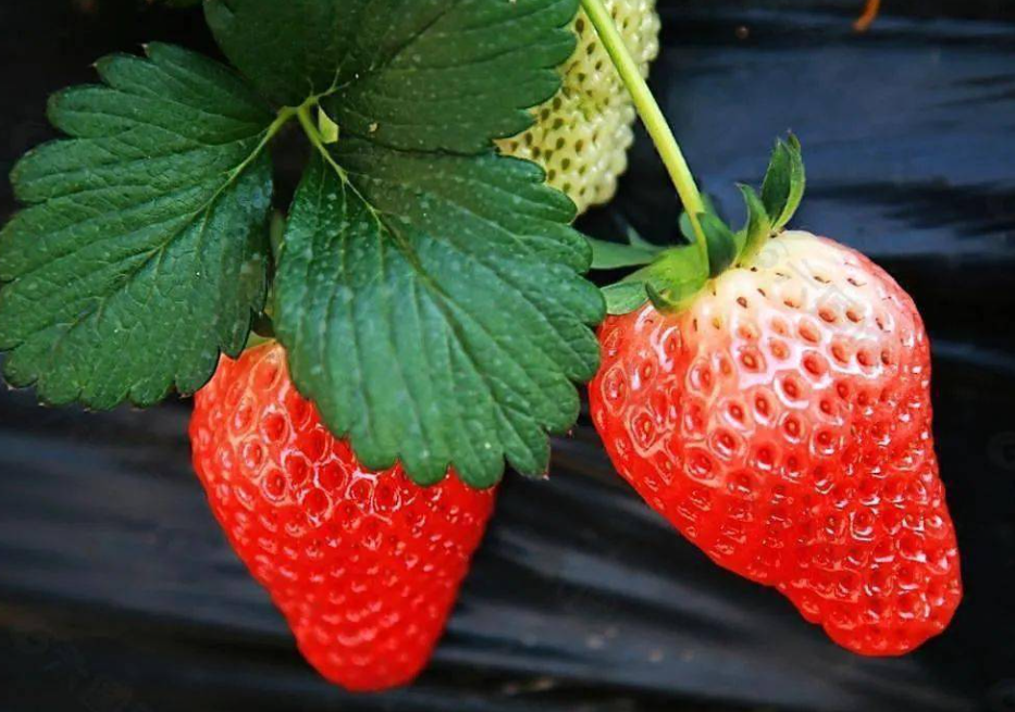 草莓适合什么季节种