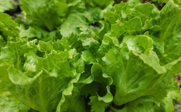 现在这个季节适合种什么