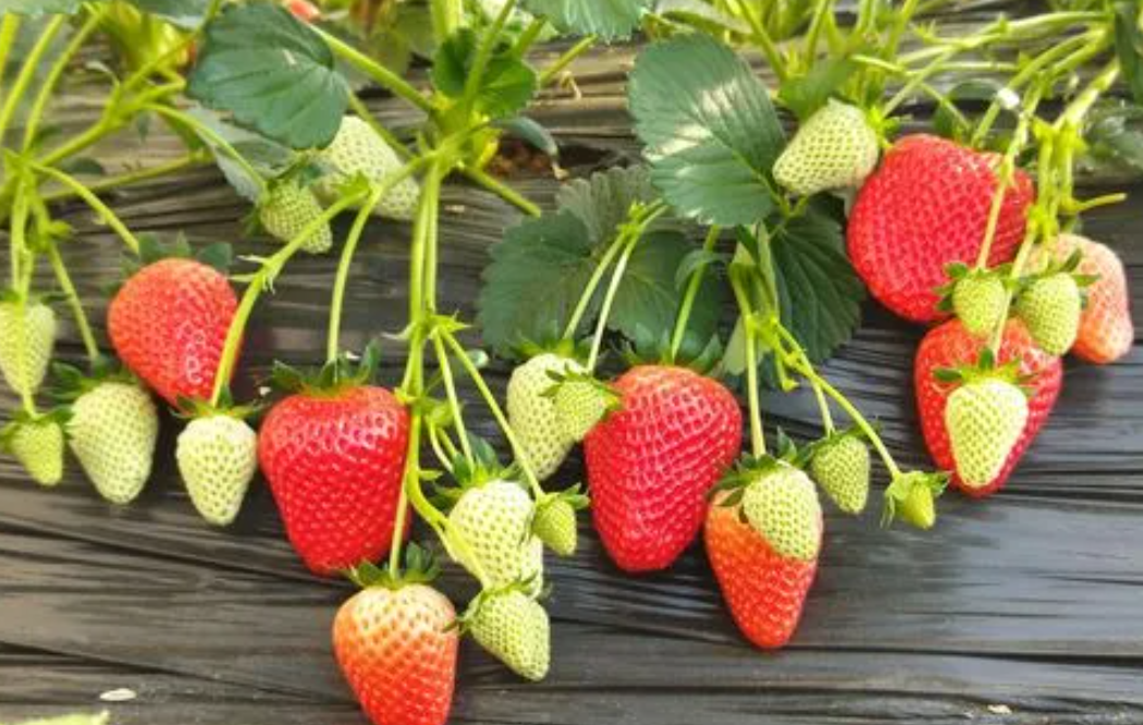 草莓适合什么时候种