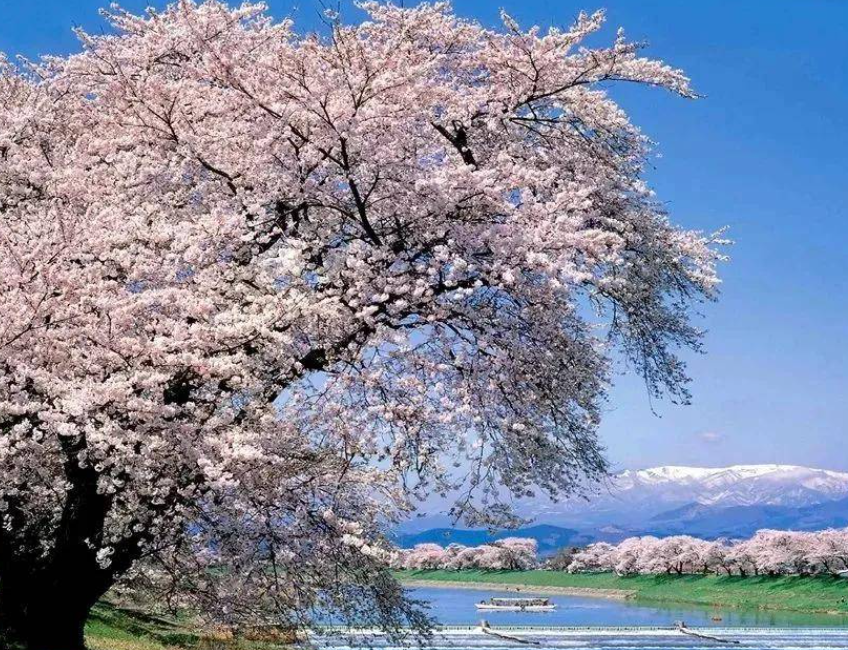 屋前适合种什么树