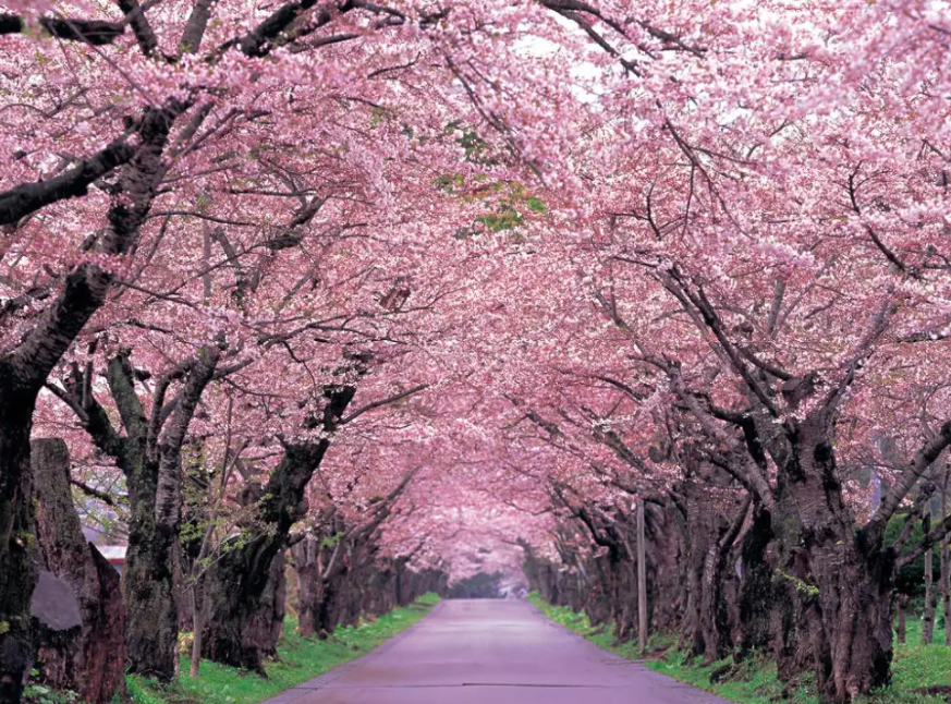 学校适合种什么植物