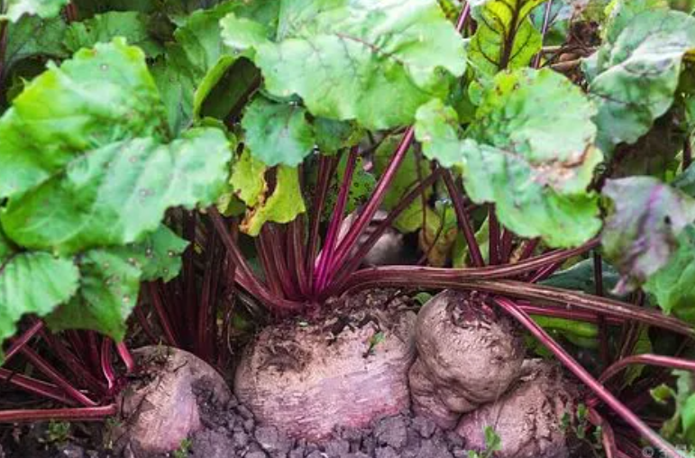 这个季节适合种什么蔬菜