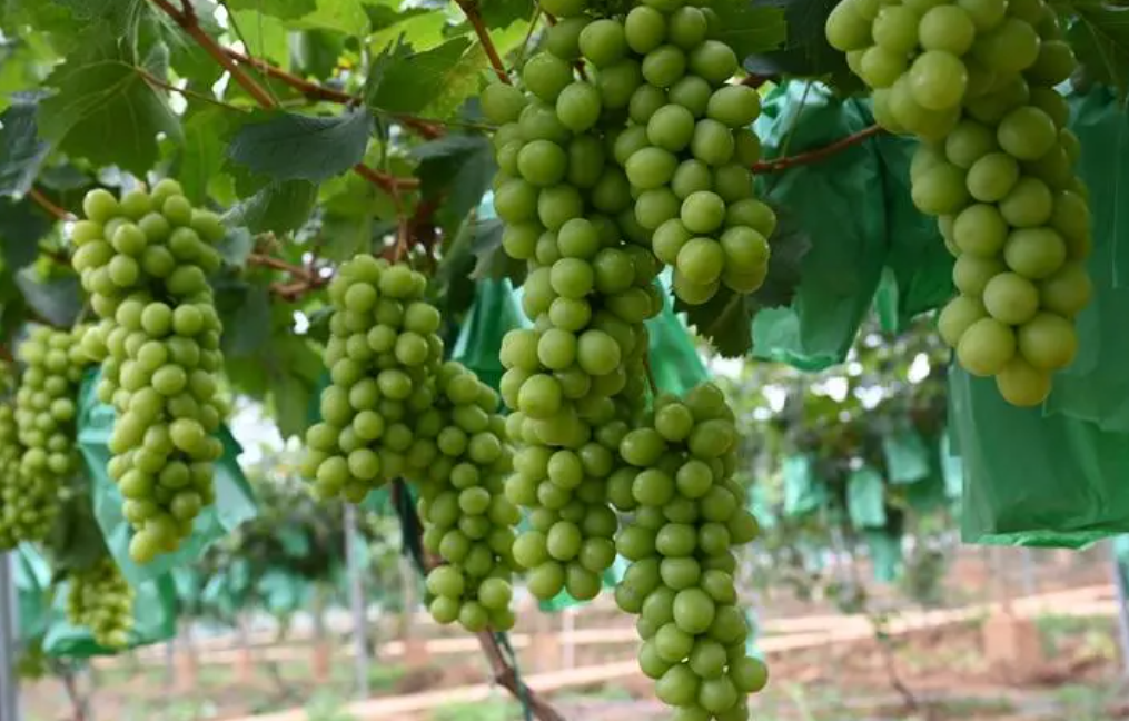 南方适合种什么葡萄