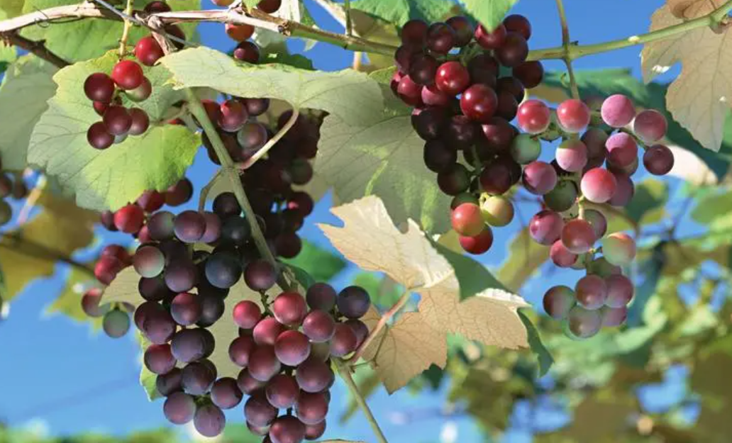 广东适合种什么葡萄