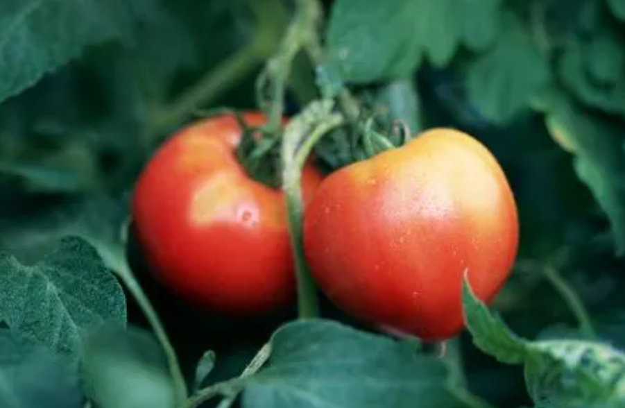 4月份适合种什么蔬菜