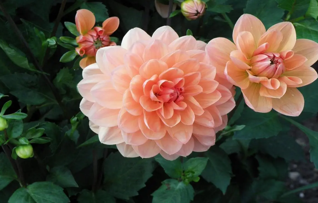 现在适合种什么植物