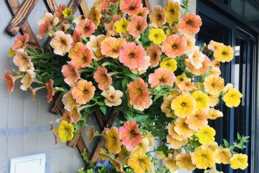 夏季适合种什么植物