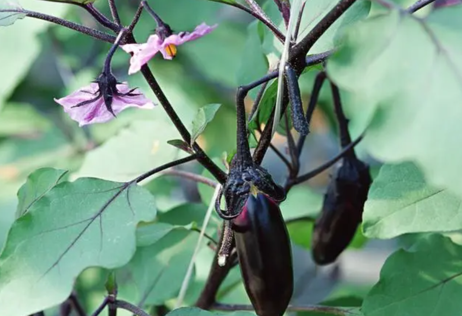 6月份适合种什么菜