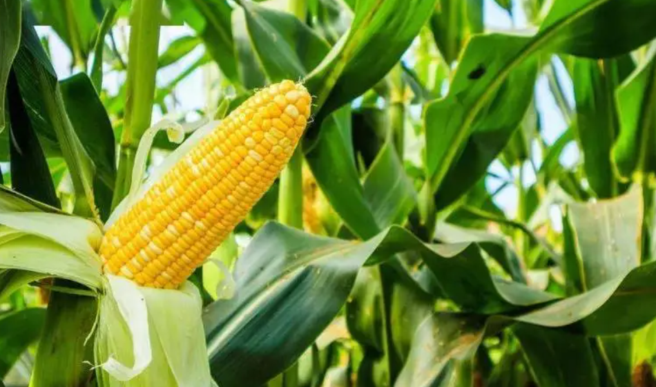 黄土适合种什么植物