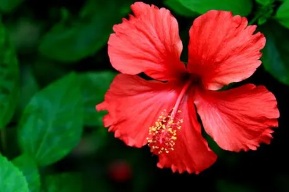 阳台上适合种什么植物