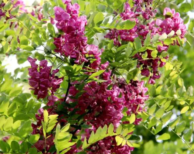 北方适合种什么牧草