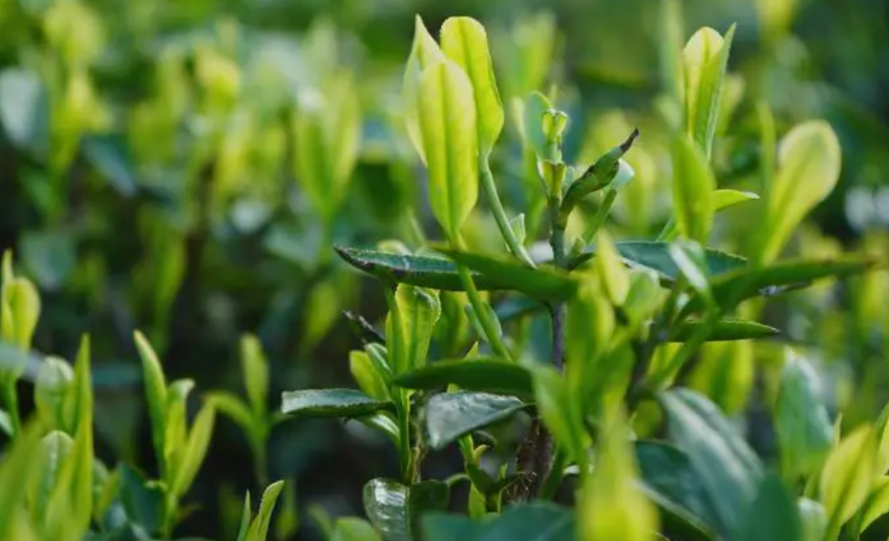 红壤土适合种什么