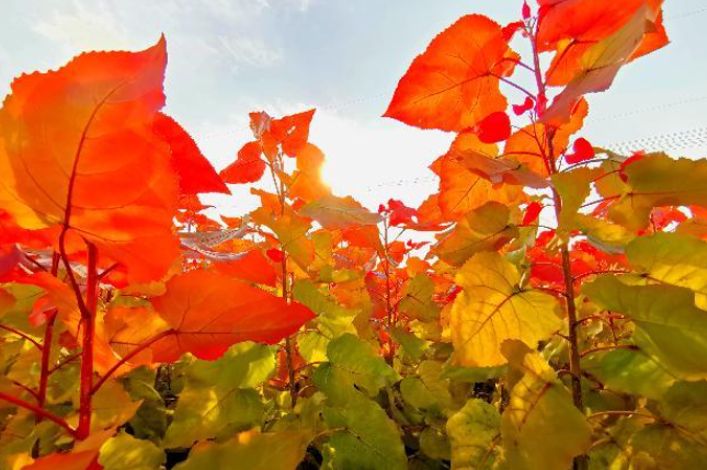 红土适合种什么植物