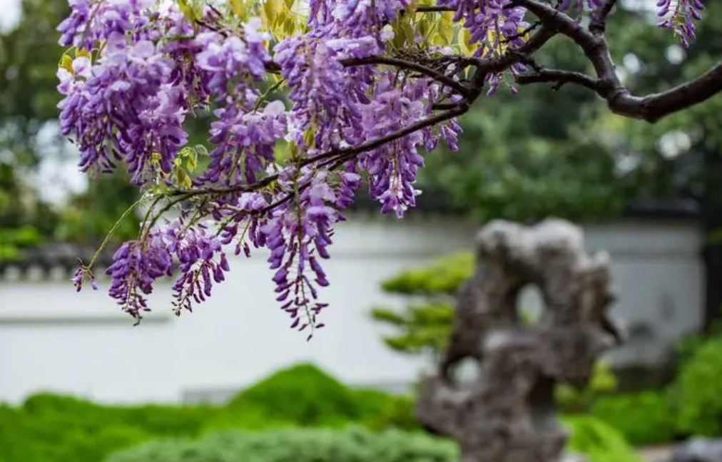 屋顶适合种什么植物