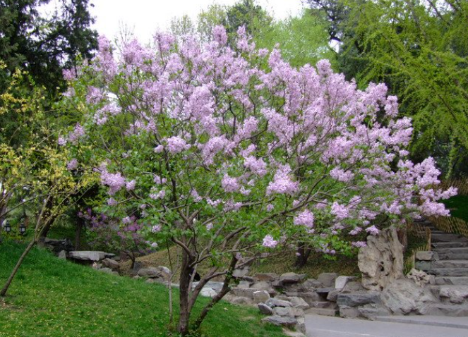 什么树适合种在院子里