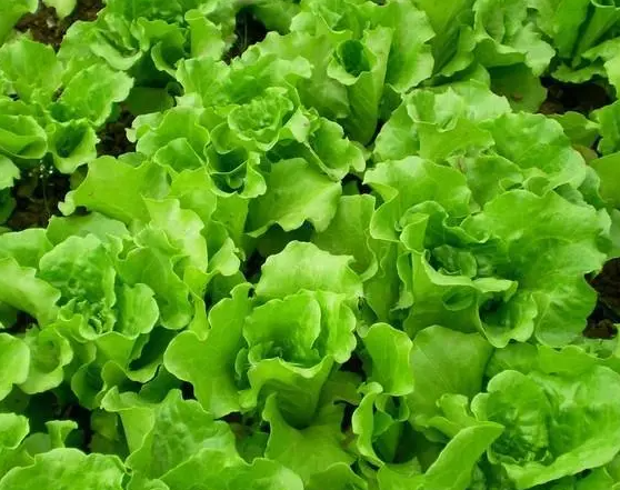 夏天适合种什么青菜