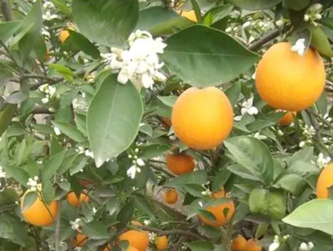 武汉适合种什么果树