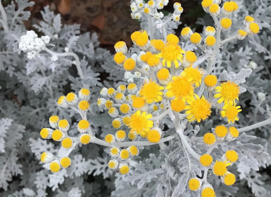 北阳台适合种什么植物