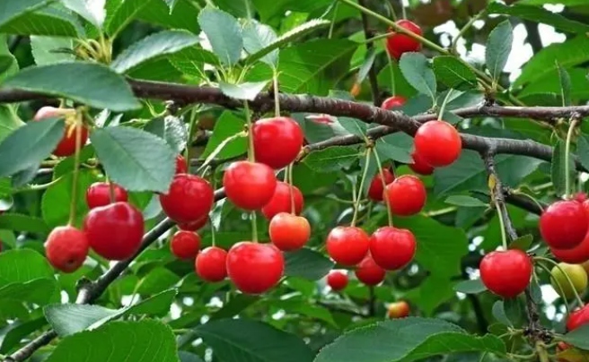 天台适合种什么果树