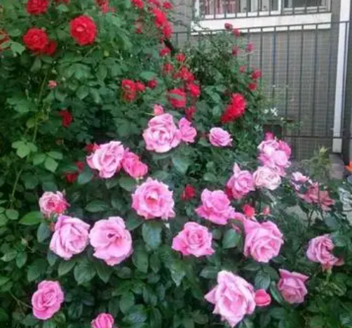 什么花适合种在院子里