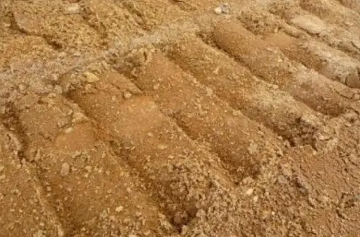 沙壤土适合种什么