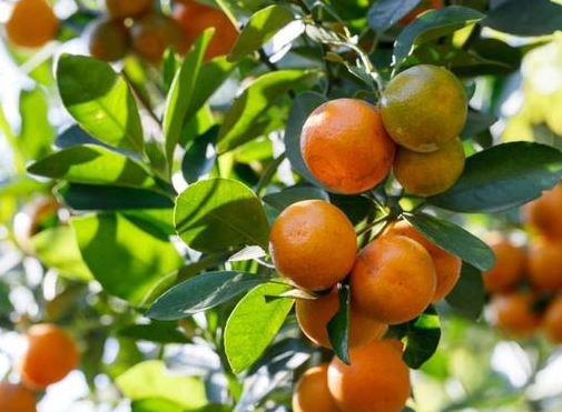 杭州适合种什么果树