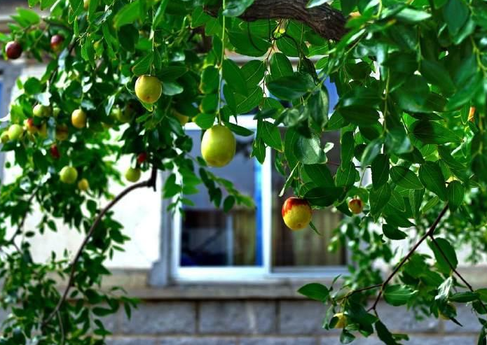 家里院子适合种什么树